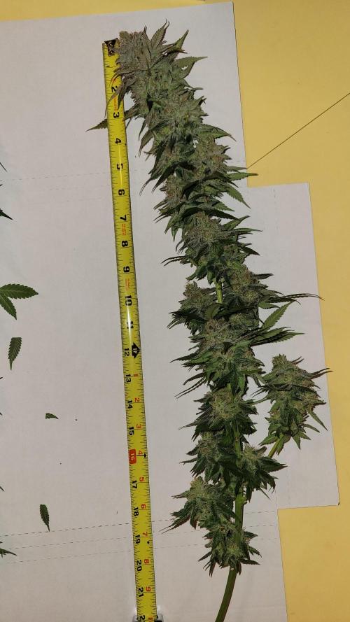 Mimosa x Orange Punch. Week 18