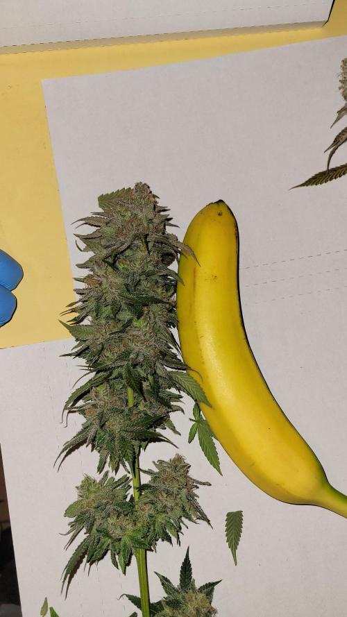 Mimosa x Orange Punch. Week 18