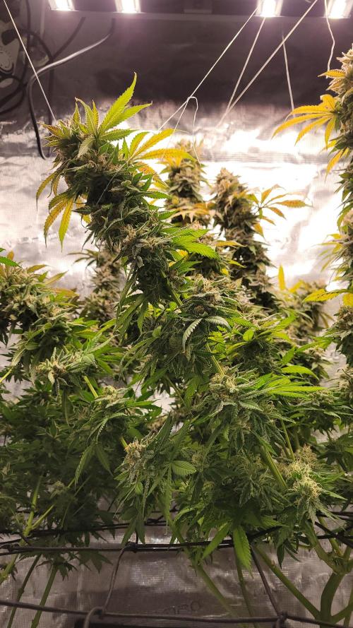 Mimosa x Orange Punch. Week 18