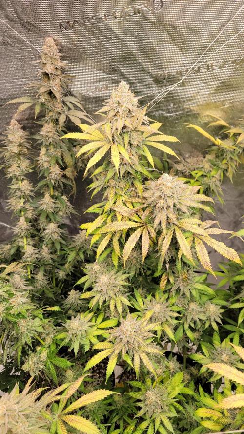 Mimosa x Orange Punch. Week 18