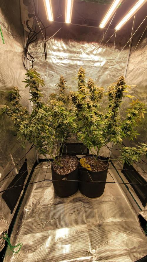 Mimosa x Orange Punch. Week 18
