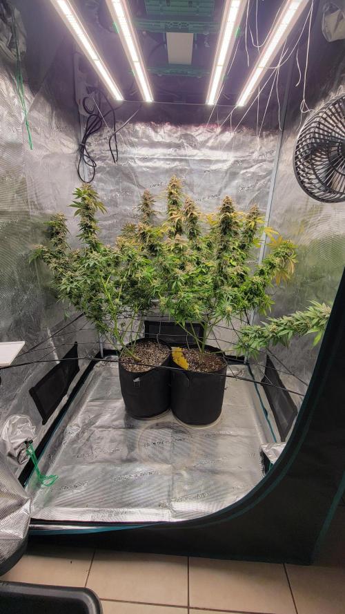 Mimosa x Orange Punch. Week 18