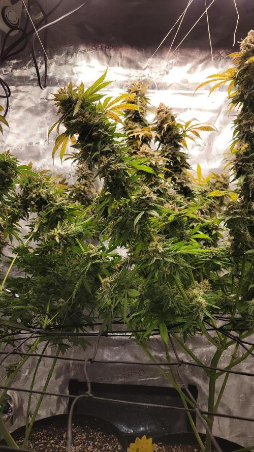 Mimosa x Orange Punch. Week 18