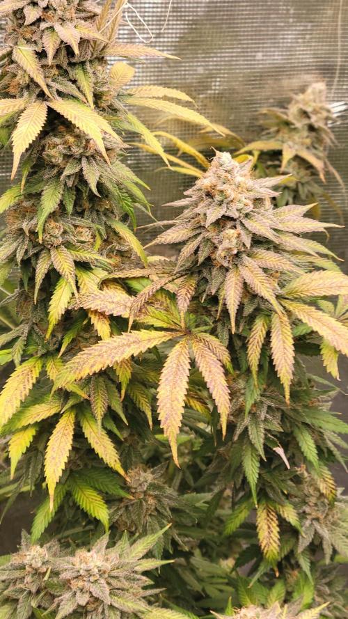 Mimosa x Orange Punch. Week 18