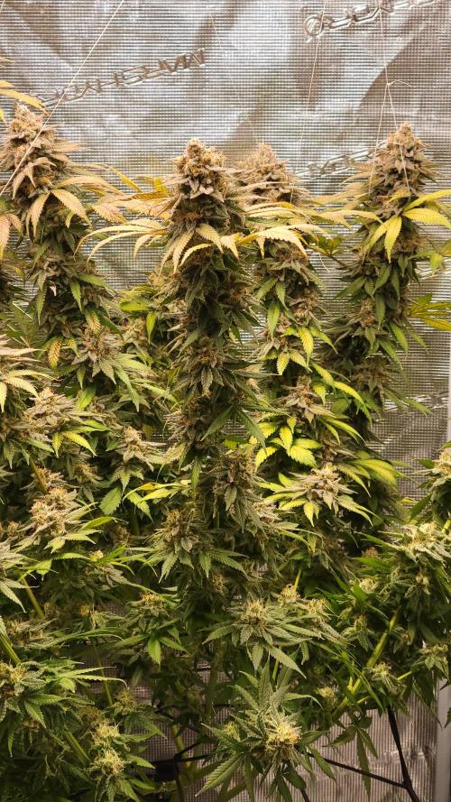 Mimosa x Orange Punch. Week 18