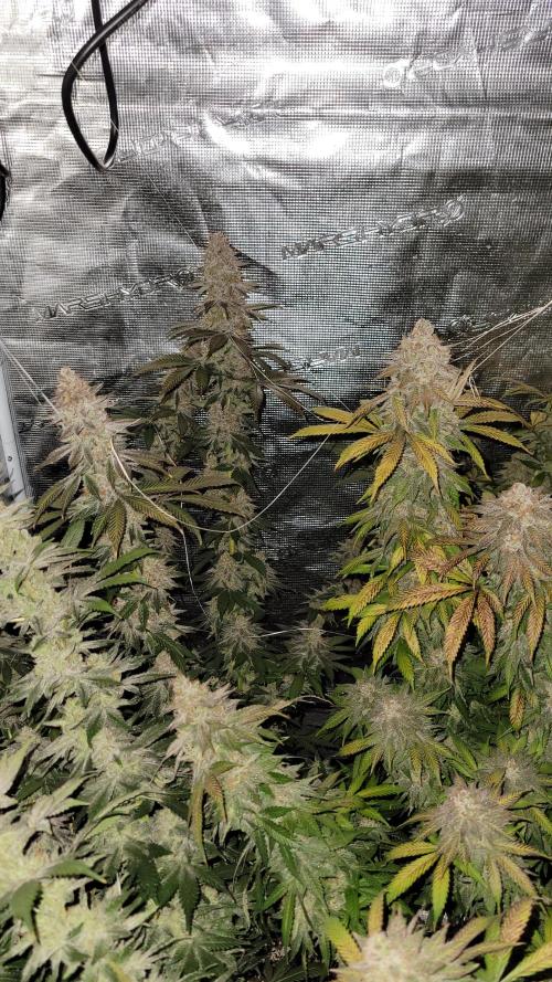 Mimosa x Orange Punch. Week 18