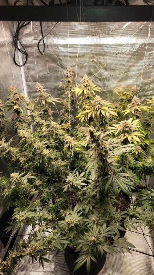 Mimosa x Orange Punch. Week 18