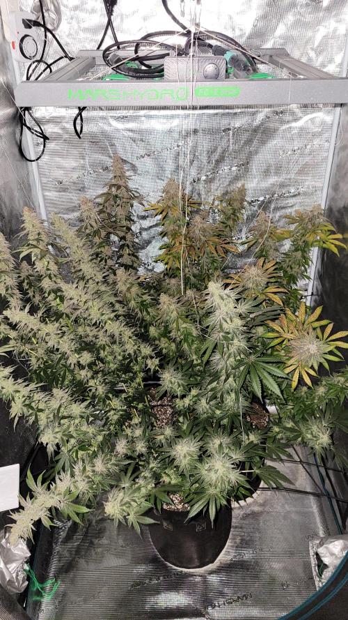 Mimosa x Orange Punch. Week 18