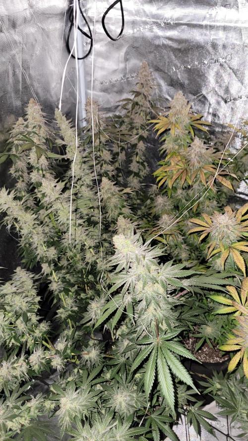 Mimosa x Orange Punch. Week 18