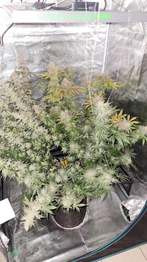 Mimosa x Orange Punch. Week 18