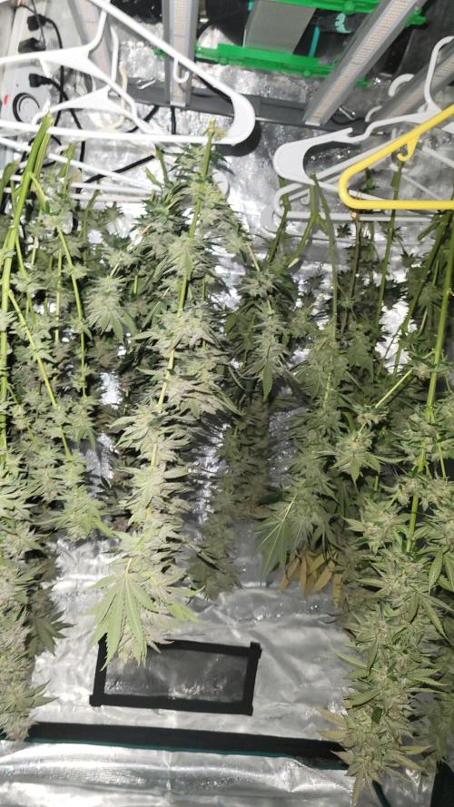 Mimosa x Orange Punch. Week 18