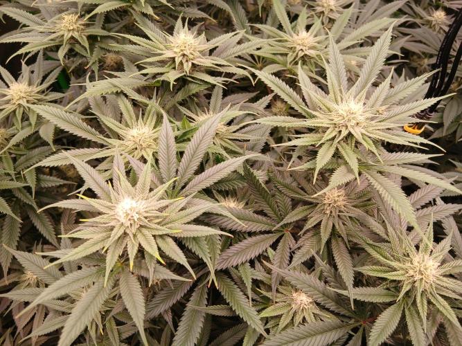All Gas OG w/ MIGRO ARAY 250S Grow #2. Week 4