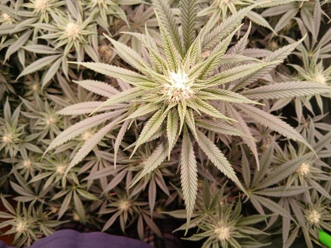 All Gas OG w/ MIGRO ARAY 250S Grow #2. Week 4