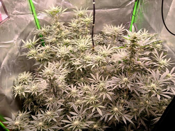 All Gas OG w/ MIGRO ARAY 250S Grow #2. Week 4