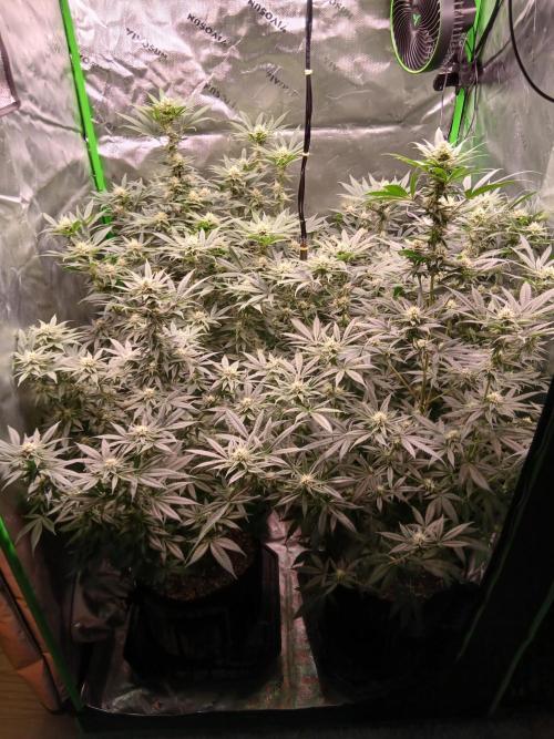 All Gas OG w/ MIGRO ARAY 250S Grow #2. Week 4