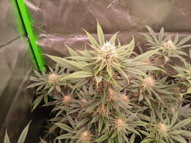 All Gas OG w/ MIGRO ARAY 250S Grow #2. Week 5