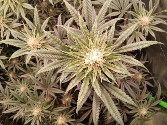 All Gas OG w/ MIGRO ARAY 250S Grow #2. Week 5