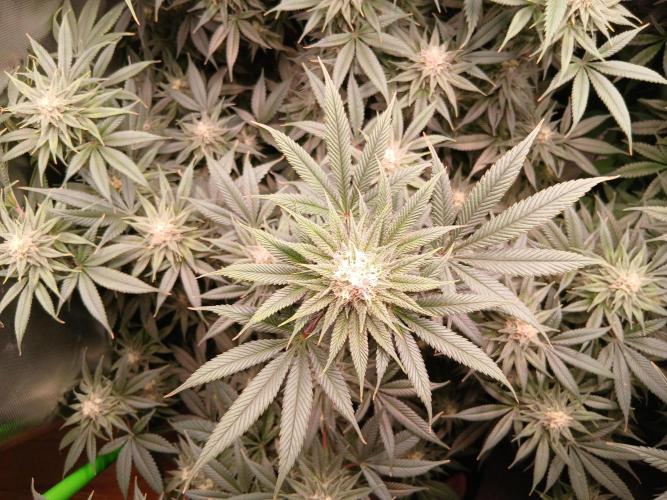 All Gas OG w/ MIGRO ARAY 250S Grow #2. Week 5