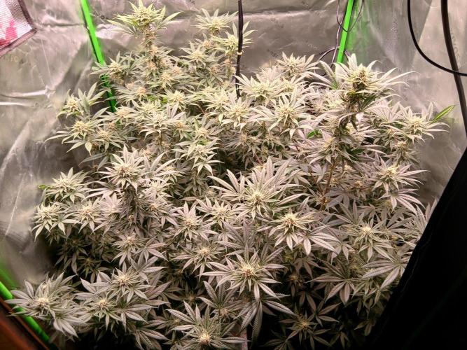 All Gas OG w/ MIGRO ARAY 250S Grow #2. Week 5
