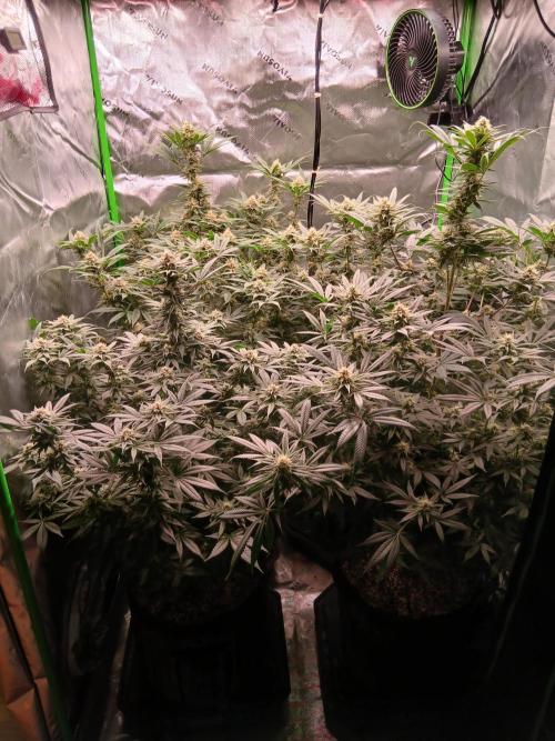 All Gas OG w/ MIGRO ARAY 250S Grow #2. Week 5