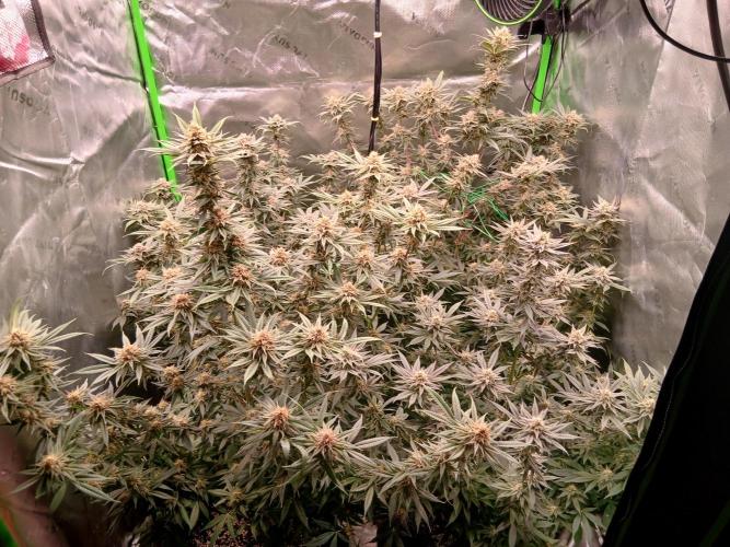 All Gas OG w/ MIGRO ARAY 250S Grow #2. Week 6