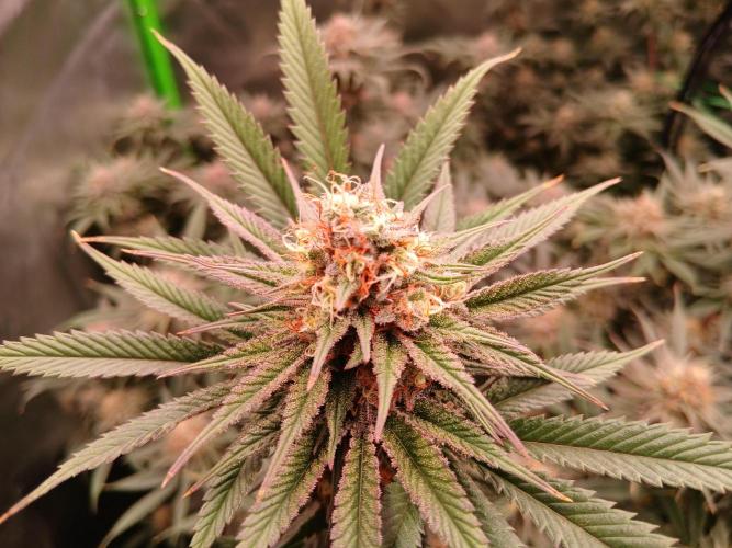 All Gas OG w/ MIGRO ARAY 250S Grow #2. Week 6