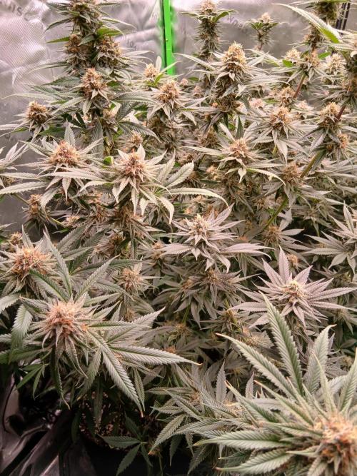 All Gas OG w/ MIGRO ARAY 250S Grow #2. Week 6