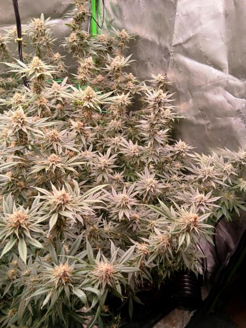 All Gas OG w/ MIGRO ARAY 250S Grow #2. Week 6
