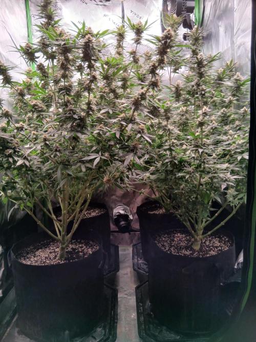 All Gas OG w/ MIGRO ARAY 250S Grow #2. Week 6