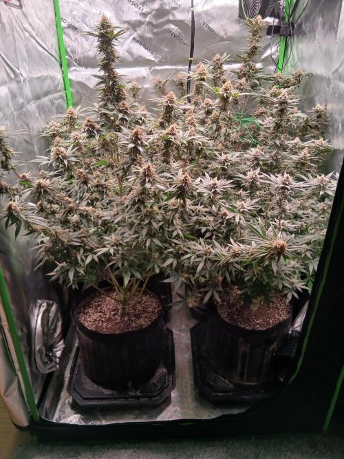 All Gas OG w/ MIGRO ARAY 250S Grow #2. Week 7