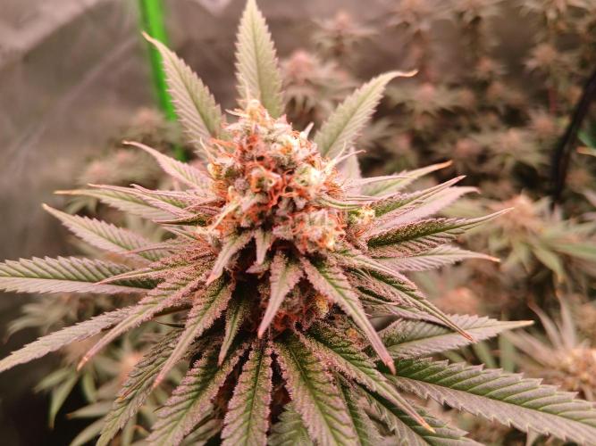 All Gas OG w/ MIGRO ARAY 250S Grow #2. Week 7