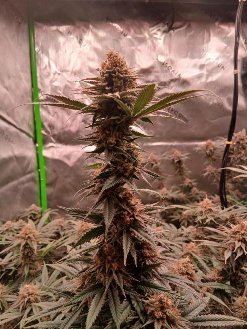 All Gas OG w/ MIGRO ARAY 250S Grow #2. Week 7