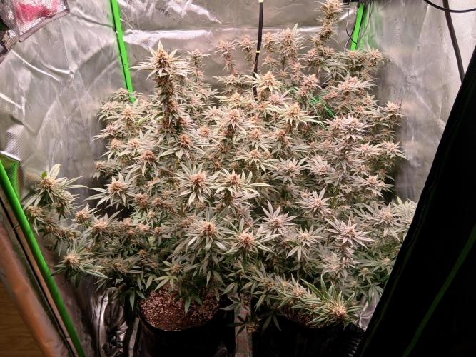 All Gas OG w/ MIGRO ARAY 250S Grow #2. Week 7