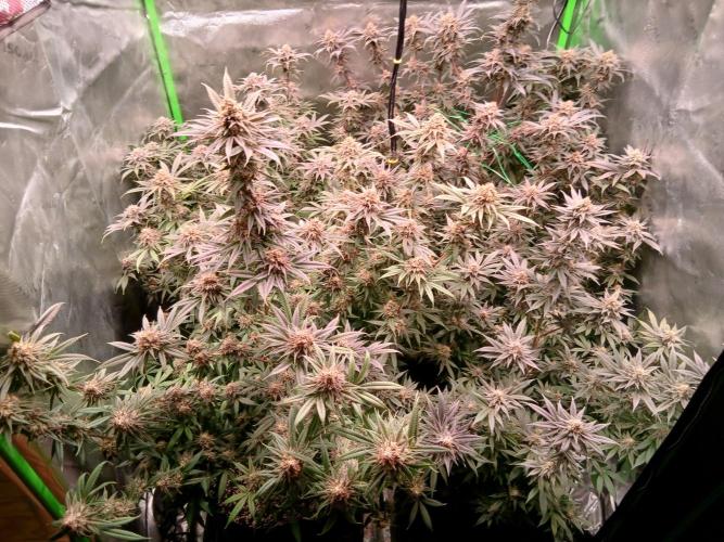 All Gas OG w/ MIGRO ARAY 250S Grow #2. Week 8