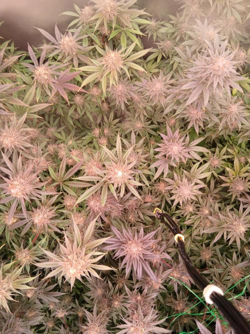 All Gas OG w/ MIGRO ARAY 250S Grow #2. Week 8