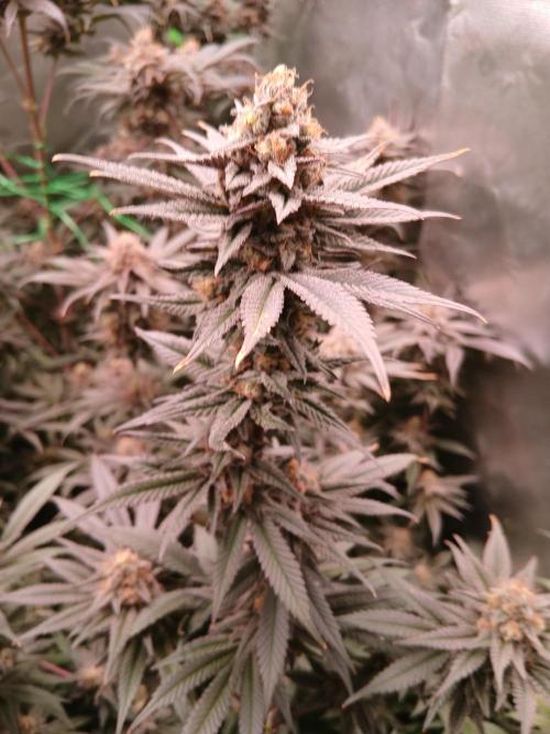 All Gas OG w/ MIGRO ARAY 250S Grow #2. Week 8