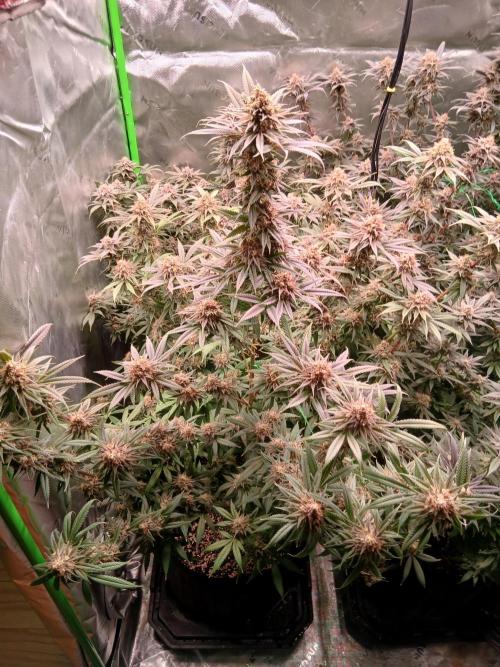 All Gas OG w/ MIGRO ARAY 250S Grow #2. Week 8