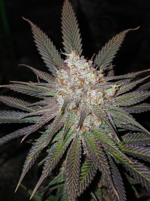All Gas OG w/ MIGRO ARAY 250S Grow #2. Week 8