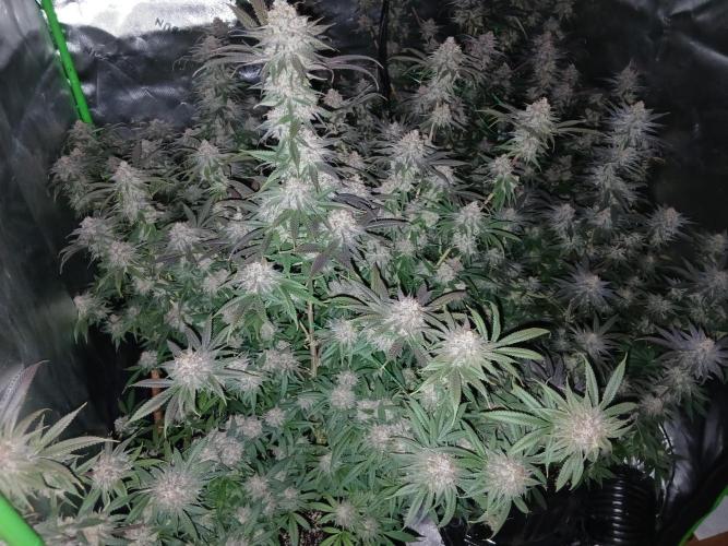All Gas OG w/ MIGRO ARAY 250S Grow #2. Week 8