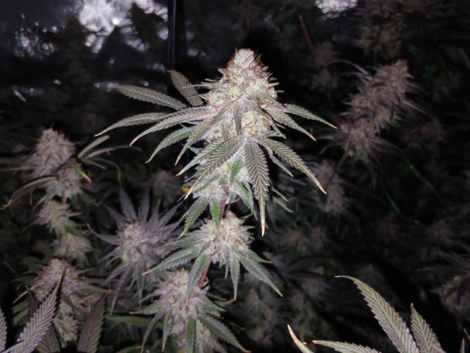 All Gas OG w/ MIGRO ARAY 250S Grow #2. Week 8