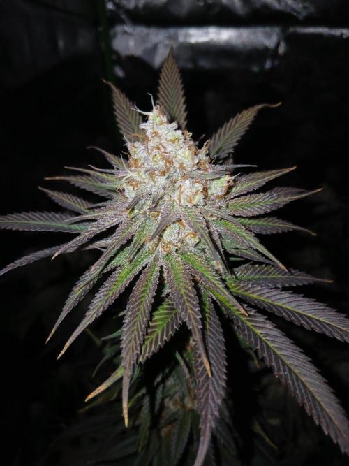 All Gas OG w/ MIGRO ARAY 250S Grow #2. Week 8