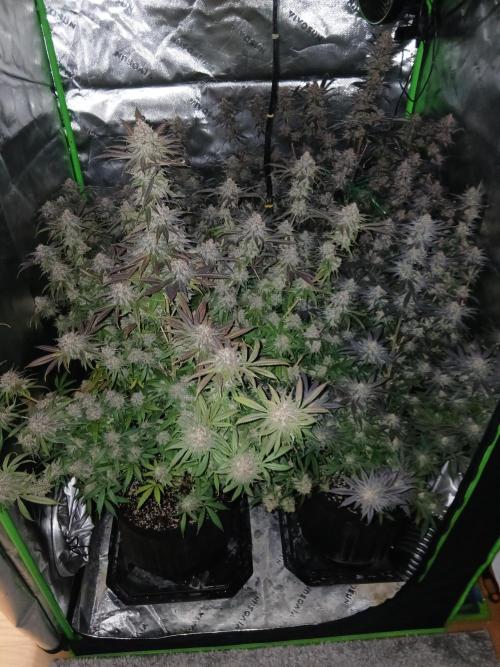All Gas OG w/ MIGRO ARAY 250S Grow #2. Week 9