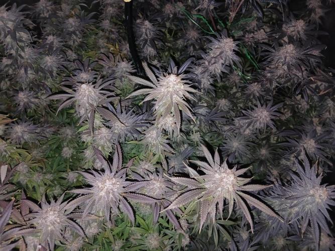All Gas OG w/ MIGRO ARAY 250S Grow #2. Week 9
