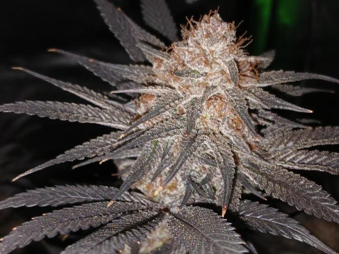 All Gas OG w/ MIGRO ARAY 250S Grow #2. Week 9