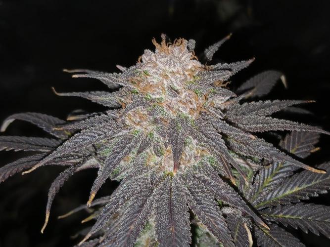 All Gas OG w/ MIGRO ARAY 250S Grow #2. Week 9