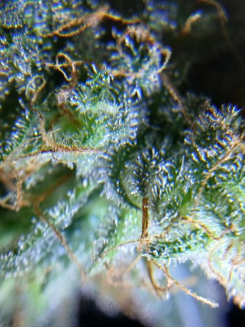 All Gas OG w/ MIGRO ARAY 250S Grow #2. Week 9