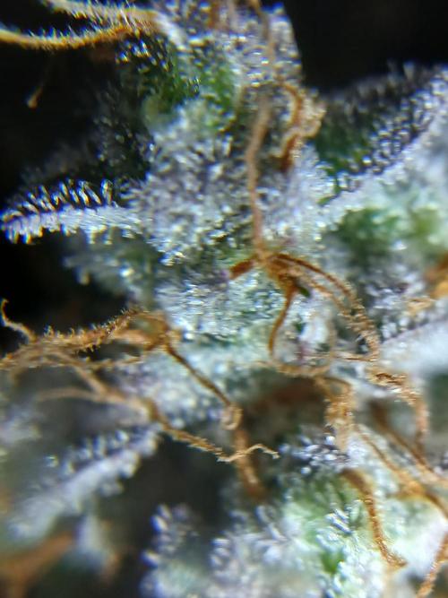 All Gas OG w/ MIGRO ARAY 250S Grow #2. Week 9