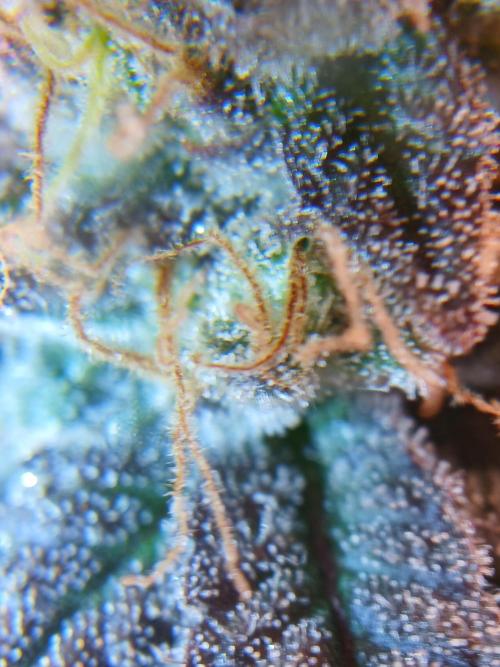 All Gas OG w/ MIGRO ARAY 250S Grow #2. Week 9