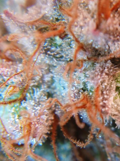All Gas OG w/ MIGRO ARAY 250S Grow #2. Week 9