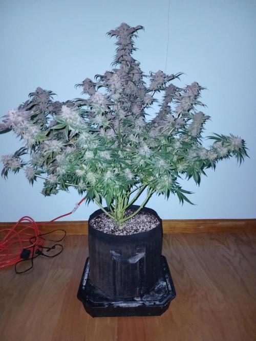 All Gas OG w/ MIGRO ARAY 250S Grow #2. Week 10